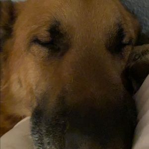 Meet your Posher, Abby